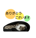 使える！瀧井家ハリタヌスタンプ（個別スタンプ：5）