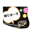 使える！瀧井家ハリタヌスタンプ（個別スタンプ：6）