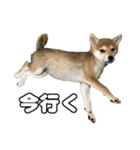 子犬よ…（個別スタンプ：5）