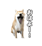 子犬よ…（個別スタンプ：15）