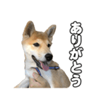 子犬よ…（個別スタンプ：19）