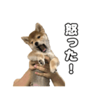 子犬よ…（個別スタンプ：20）