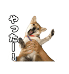 子犬よ…（個別スタンプ：22）