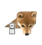 子犬よ…（個別スタンプ：24）