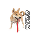 子犬よ…（個別スタンプ：27）