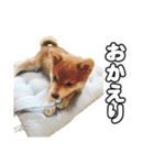 子犬よ…（個別スタンプ：28）