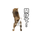 子犬よ…（個別スタンプ：29）