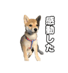 子犬よ…（個別スタンプ：33）