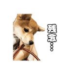 子犬よ…（個別スタンプ：37）