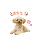 わが家のこむぎPart3（個別スタンプ：3）