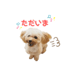 わが家のこむぎPart3（個別スタンプ：4）