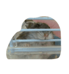 らてちゃんのすたんぷ（個別スタンプ：3）