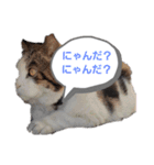 プー店長おもしろスタンプ第1弾（個別スタンプ：1）