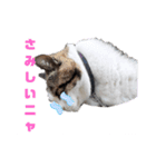 プー店長おもしろスタンプ第1弾（個別スタンプ：10）