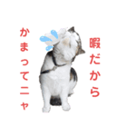 プー店長おもしろスタンプ第1弾（個別スタンプ：11）