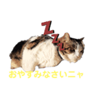 プー店長おもしろスタンプ第1弾（個別スタンプ：15）