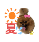 ポメラニアン姫ちゃん⑩（個別スタンプ：1）