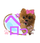 ポメラニアン姫ちゃん⑩（個別スタンプ：4）