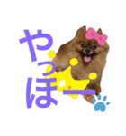 ポメラニアン姫ちゃん⑩（個別スタンプ：12）
