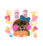 ポメラニアン姫ちゃん⑩（個別スタンプ：13）