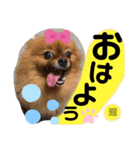 ポメラニアン姫ちゃん⑩（個別スタンプ：20）