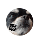 犬スタンプTOTO（個別スタンプ：1）