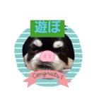 犬スタンプTOTO（個別スタンプ：3）