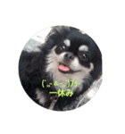 犬スタンプTOTO（個別スタンプ：5）