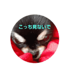 犬スタンプTOTO（個別スタンプ：6）