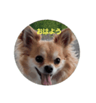 犬スタンプTOTO（個別スタンプ：7）