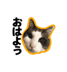 ねこ’s すたんぷ（個別スタンプ：1）