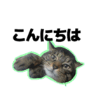 ねこ’s すたんぷ（個別スタンプ：2）