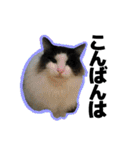 ねこ’s すたんぷ（個別スタンプ：3）