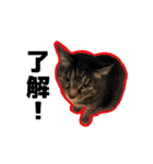 ねこ’s すたんぷ（個別スタンプ：6）