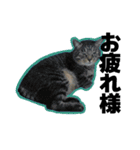 ねこ’s すたんぷ（個別スタンプ：7）