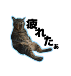 ねこ’s すたんぷ（個別スタンプ：8）