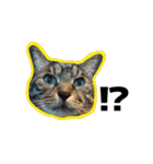 ねこ’s すたんぷ（個別スタンプ：9）