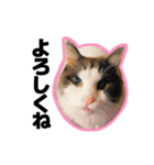 ねこ’s すたんぷ（個別スタンプ：10）