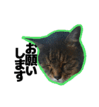 ねこ’s すたんぷ（個別スタンプ：13）