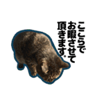 ねこ’s すたんぷ（個別スタンプ：14）