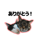 ねこ’s すたんぷ（個別スタンプ：17）