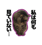 ねこ’s すたんぷ（個別スタンプ：18）