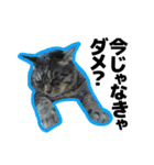 ねこ’s すたんぷ（個別スタンプ：20）