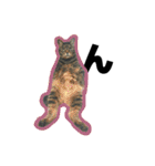 ねこ’s すたんぷ（個別スタンプ：21）