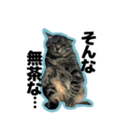 ねこ’s すたんぷ（個別スタンプ：22）