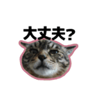 ねこ’s すたんぷ（個別スタンプ：25）