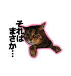 ねこ’s すたんぷ（個別スタンプ：28）