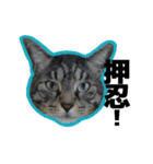 ねこ’s すたんぷ（個別スタンプ：29）