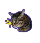 ねこ’s すたんぷ（個別スタンプ：31）
