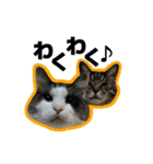 ねこ’s すたんぷ（個別スタンプ：33）
